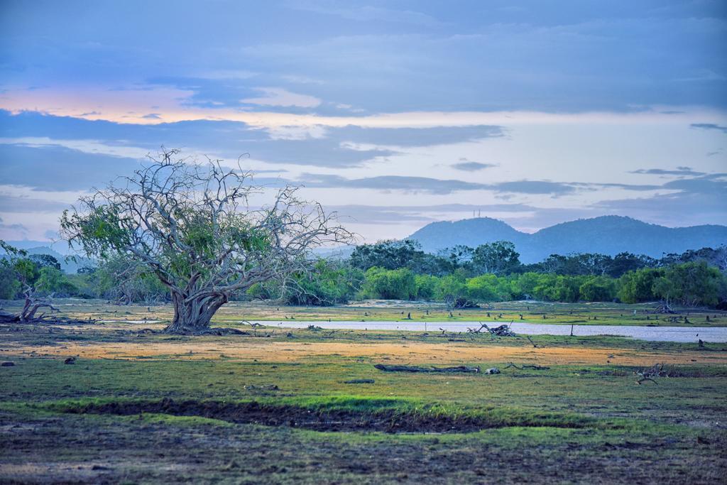 Wilderness Camping Hotel Yala Exterior foto